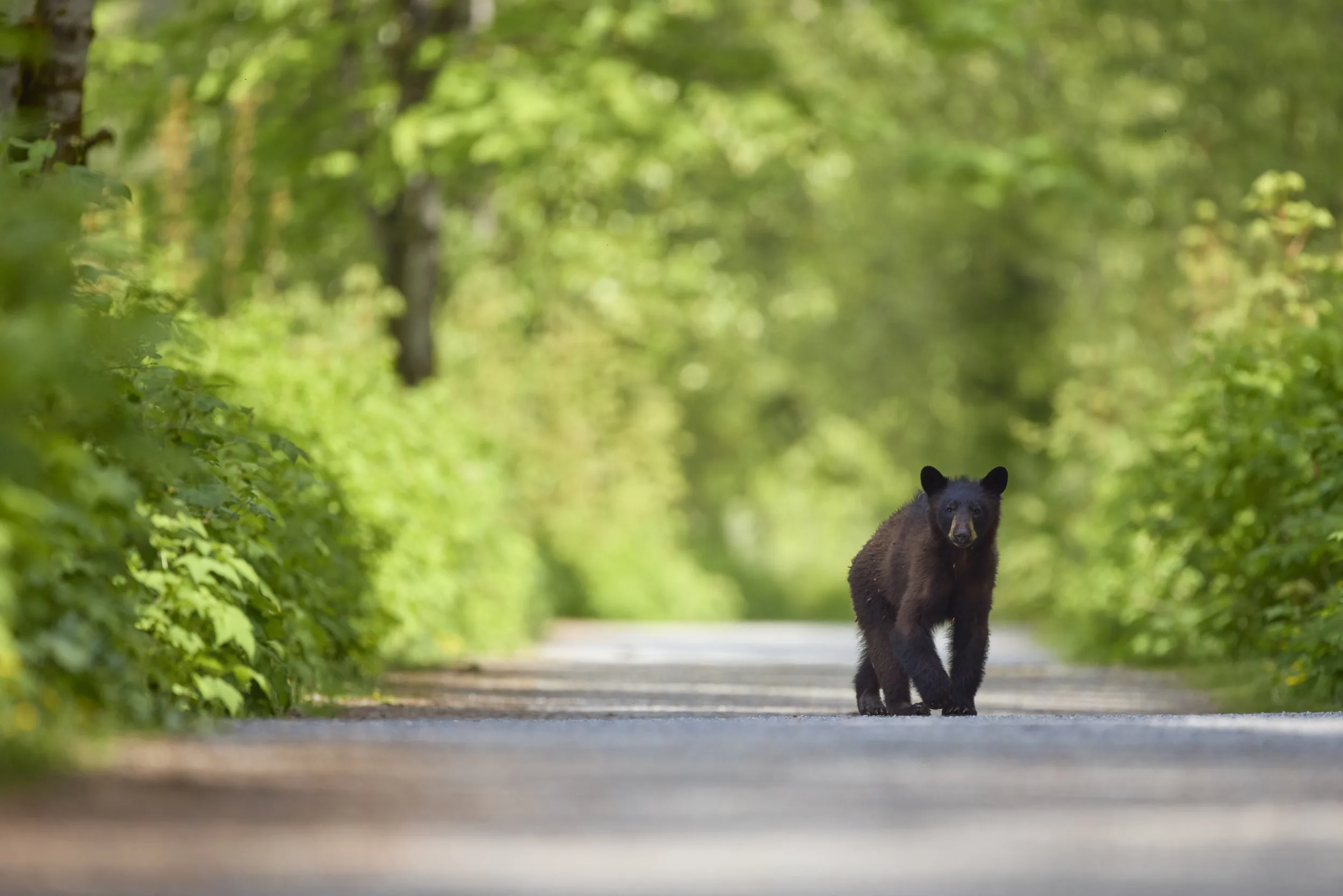 Trail Guard