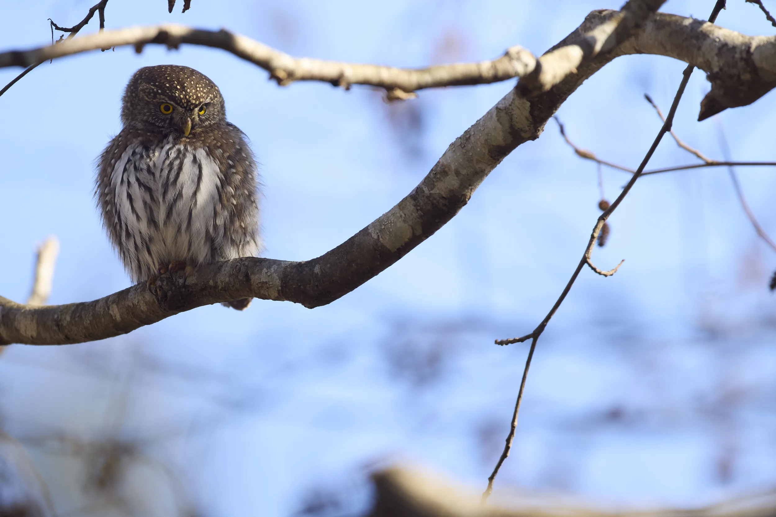 Pygmy Owl Eyes up Prey