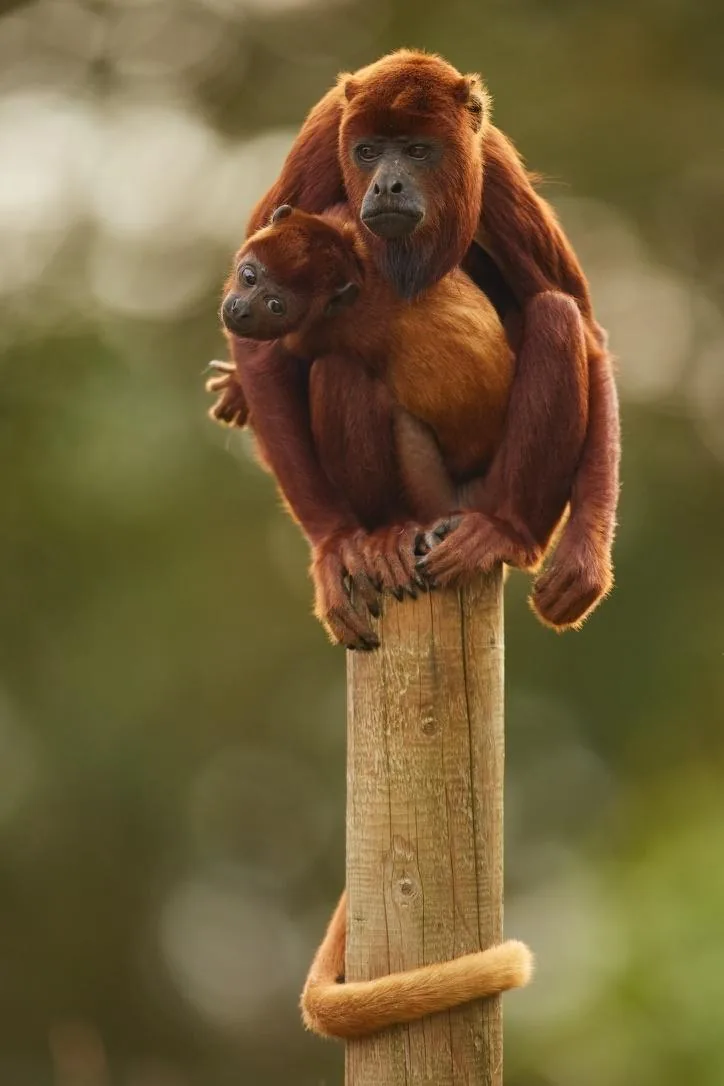 Howler Monkey Mother and Infant