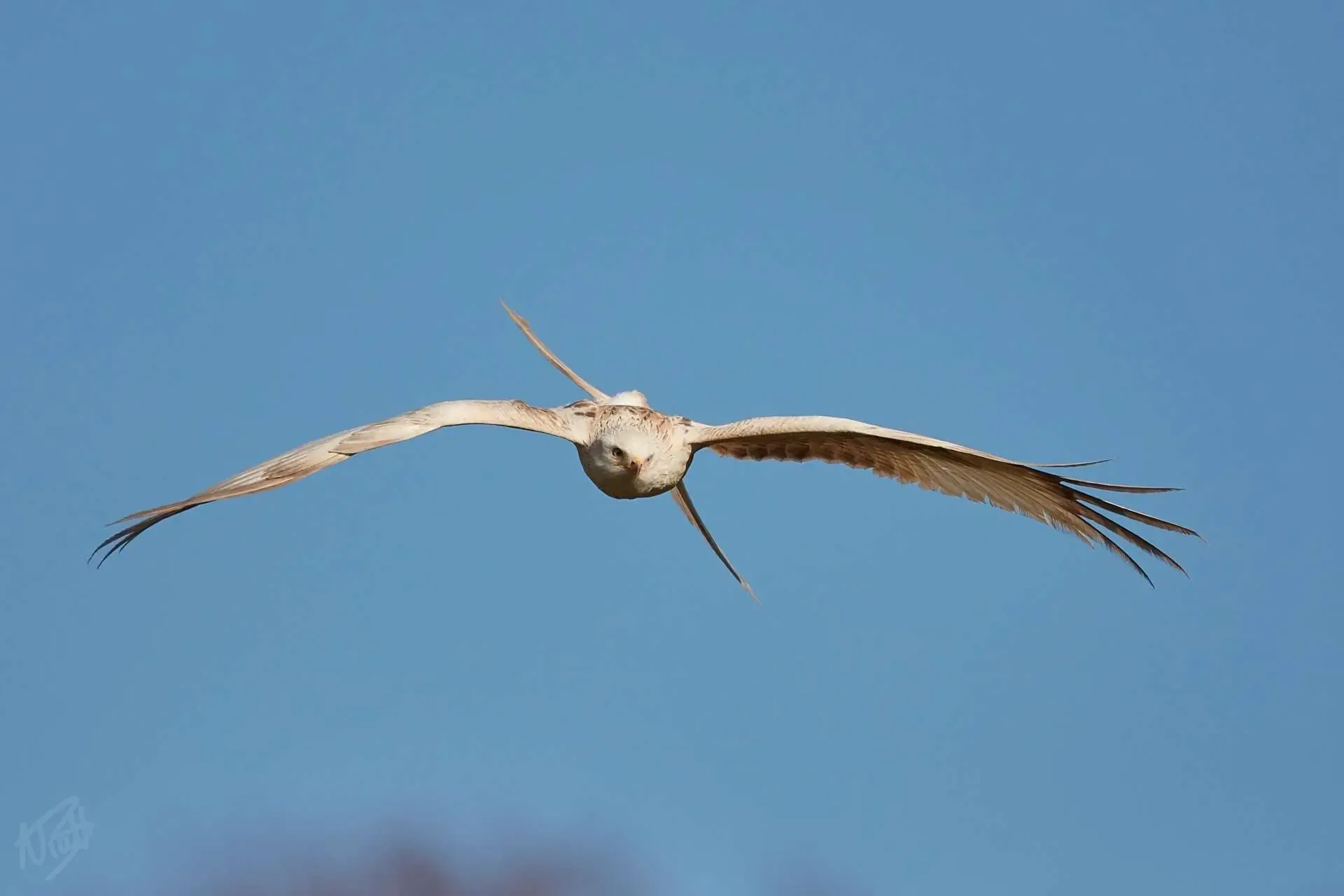 Underside in Blue Sky