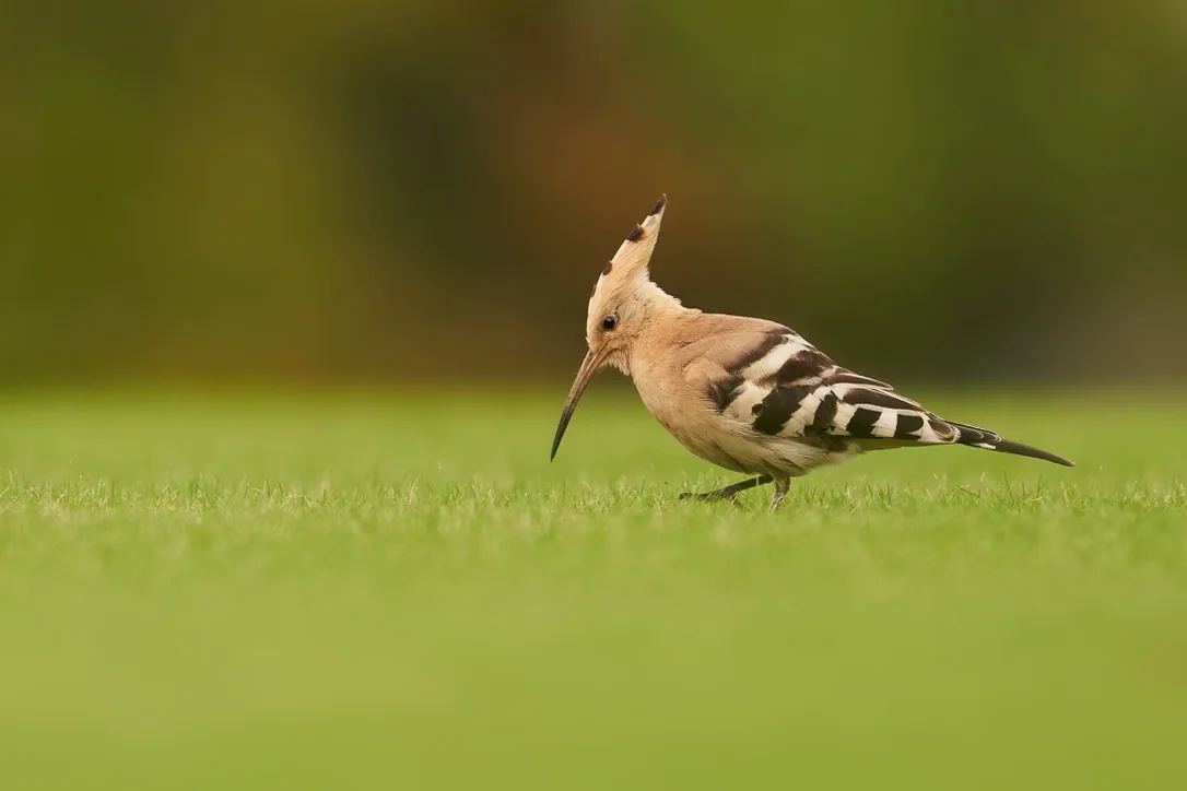 Doncaster's Hoopoe