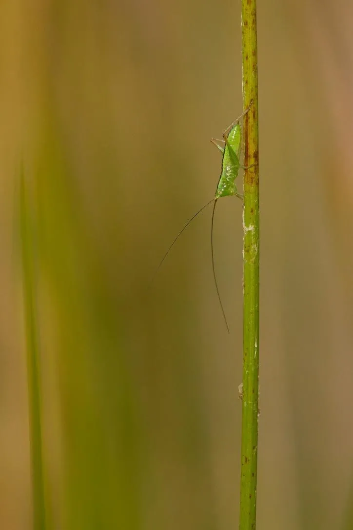 Bush-cricket Nymph