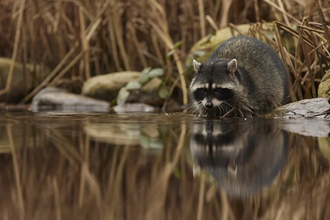 Raccoon at the Water