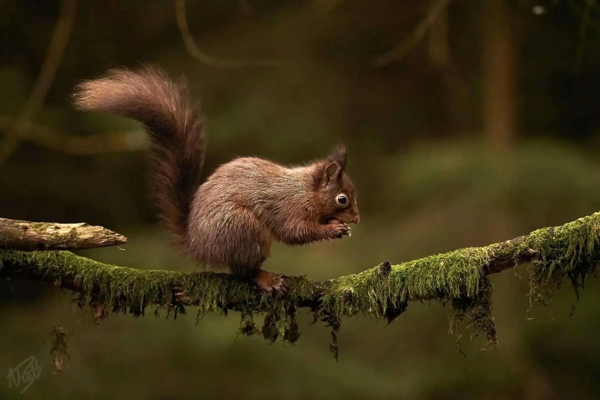 Feeding on the Branch