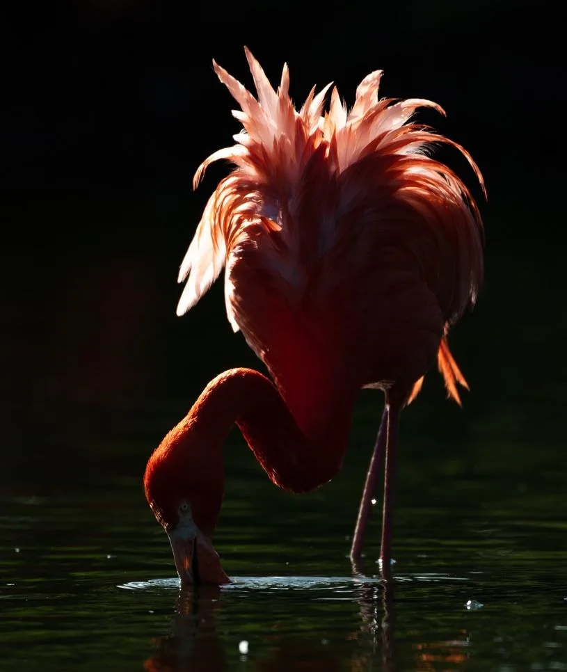 Flamingo Feeding