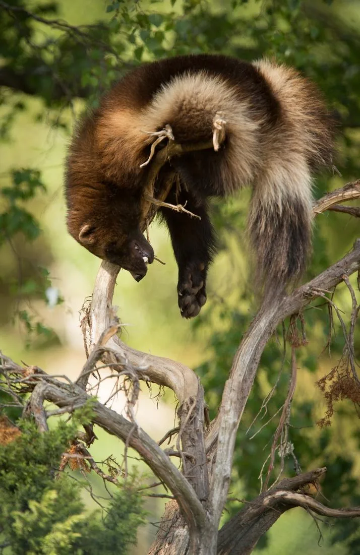 Wolverine in the Trees